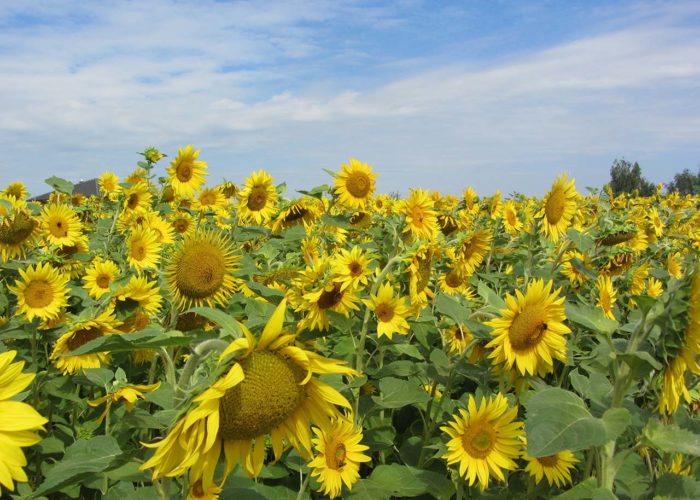 maura z'starzing familie hausjell sonnenblumen